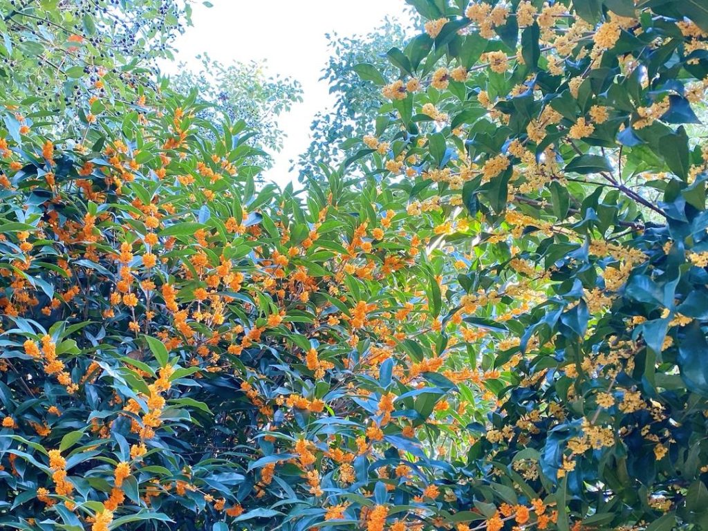 Sort the Flowers: Carefully sift through your freshly picked osmanthus. Pick out any stems, leaves, or impurities.