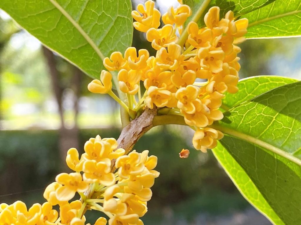 Gui Flower Authentic Osmanthus Honey (Gui Hua Mi): A Chef’s Guide - Woks of Love