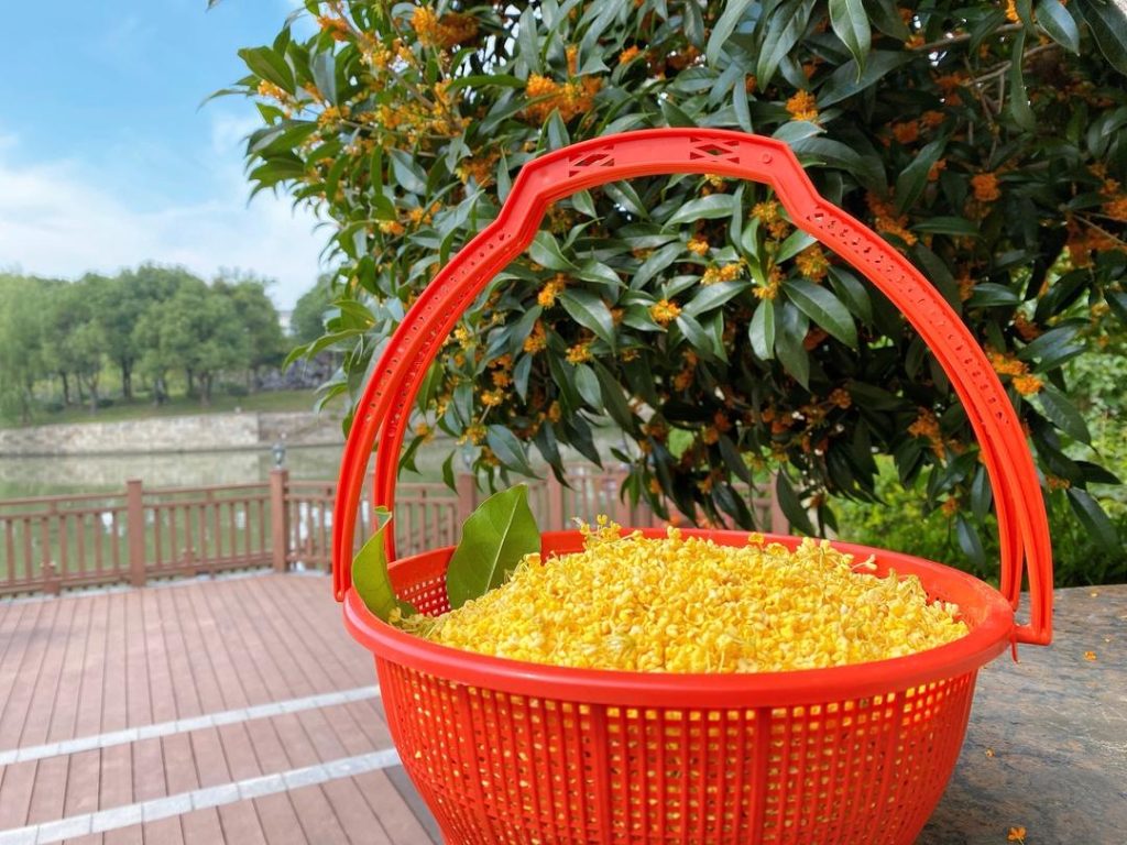 Sort the Flowers: Carefully sift through your freshly picked osmanthus. Pick out any stems, leaves, or impurities.
