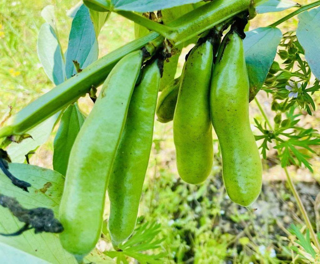 Peel the Pods: If starting with whole fava bean pods, crack them open and remove the beans. Discard the fuzzy outer pods.