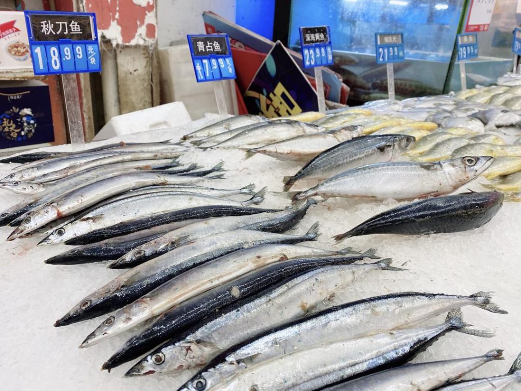 Pacific Saury