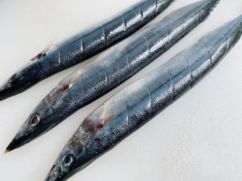 Pacific Saury