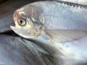Proper preparation is vital for achieving a crispy skin. First, ensure your fish monger has thoroughly removed the gills, guts, and fins.