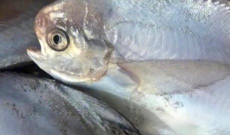 Proper preparation is vital for achieving a crispy skin. First, ensure your fish monger has thoroughly removed the gills, guts, and fins.