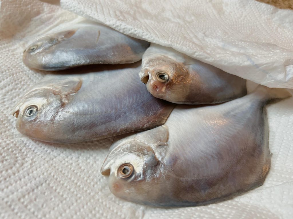 Next, rinse the fish briefly under cold water. Then, use paper towels to pat the fish completely dry inside and out.