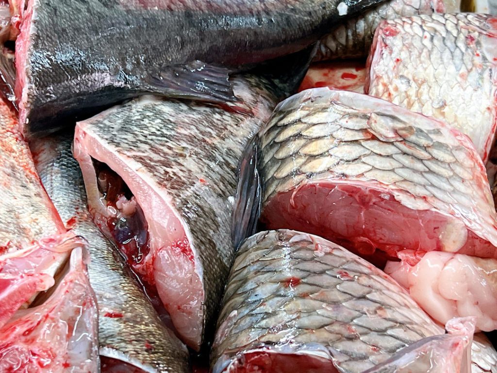 First, thoroughly clean your fish. If you are using whole cuts, you must remove the black membrane from the belly cavity. This membrane contains compounds that taste incredibly muddy and fishy.