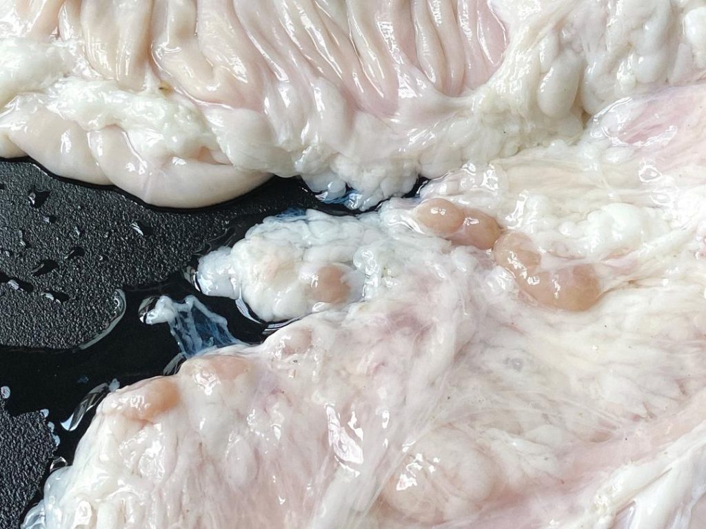 Once inverted, you will see clumps of white fat and dark, reddish, granular lymph nodes. Use your fingers or scissors to pull off and discard the lymph nodes. They must be removed. You can leave a little white fat for flavor, or strip it entirely for a leaner dish.