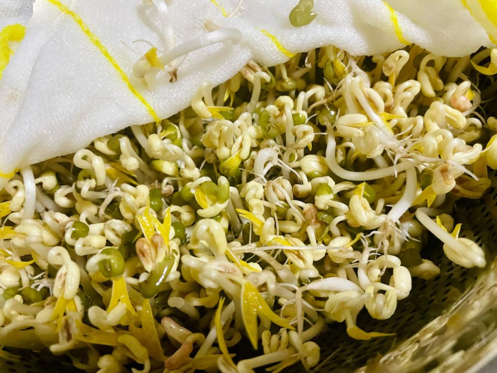 Observation: By Day 3, you should see significant lift as the sprouts push the plate up.