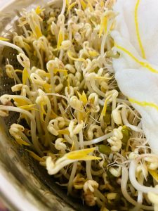 How to Grow Mung Bean Sprouts