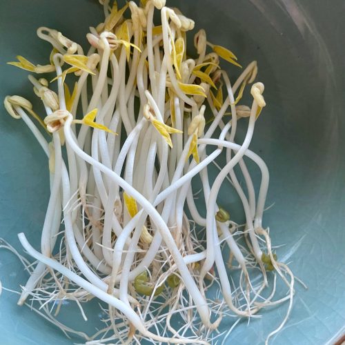 Clean: Remove the sprouts. You can gently wash them in a basin of water to remove the loose green hulls (they float to the top).