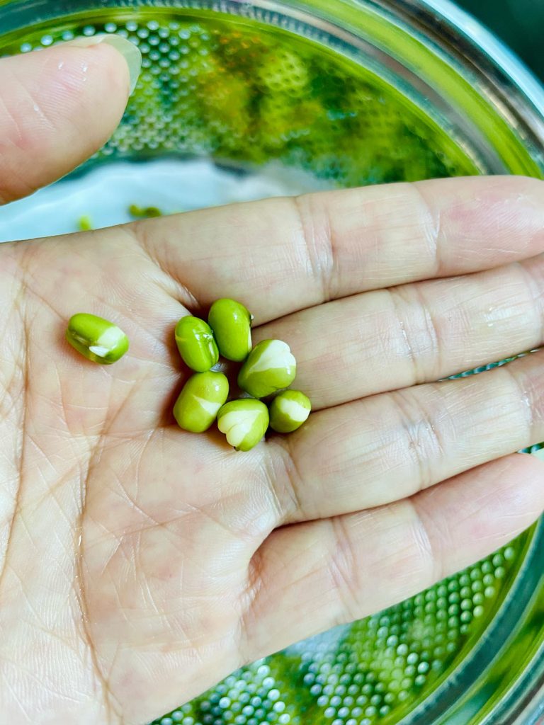 After soaking, the beans should have swelled significantly, and the green skins should be just starting to split, revealing a tiny white bud (the radical).