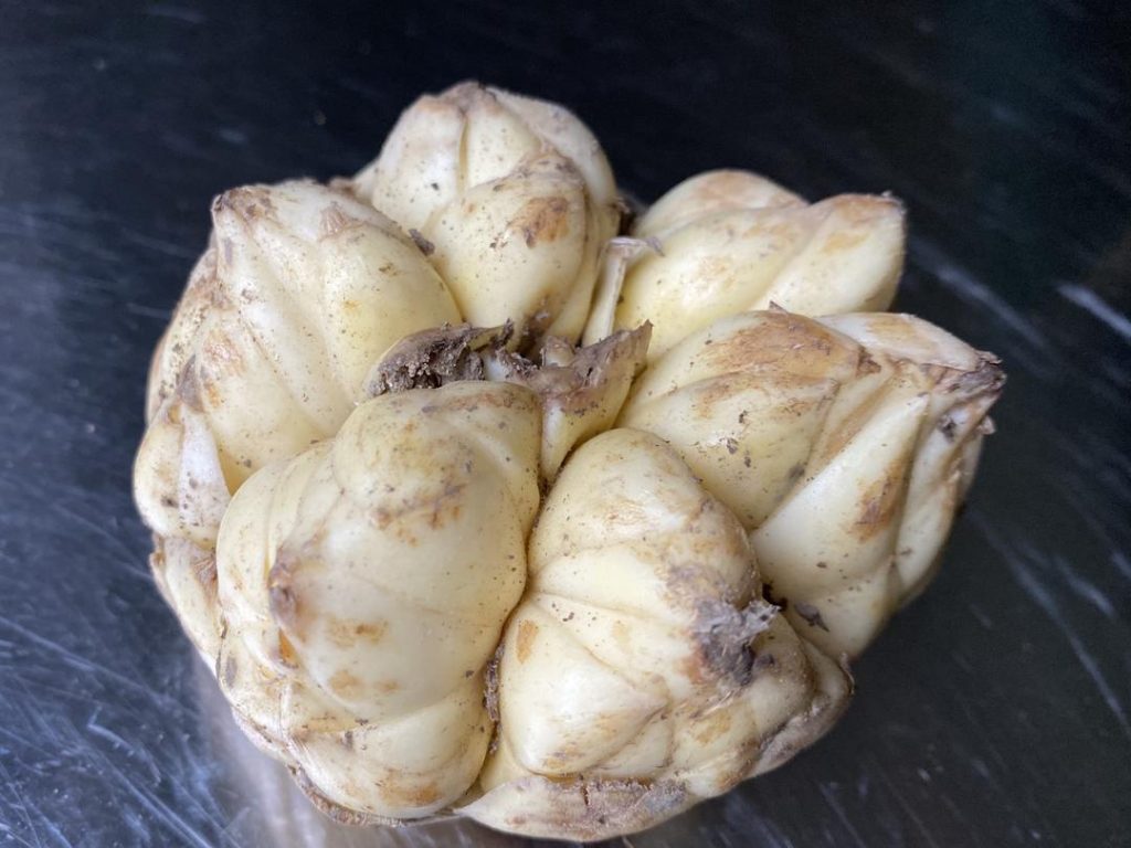 Lily Bulb Care