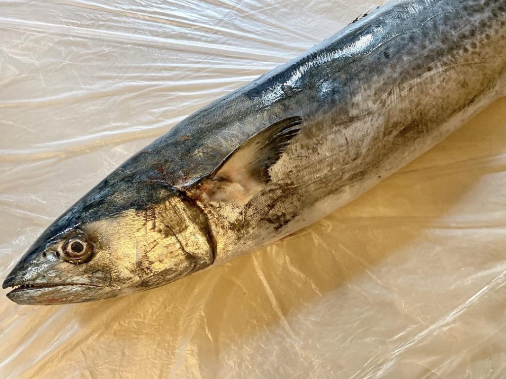 Slicing the Fish: Spanish Mackerel has very delicate, fine meat that can easily break when sliced at room temperature.