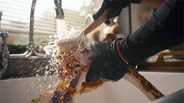 Before we fire up the stove, we need to clean and butcher the crab.