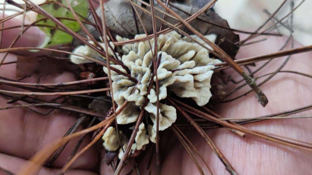 Ganba jun grows wild on pine forest floors, arriving with pine needles and forest debris attached.