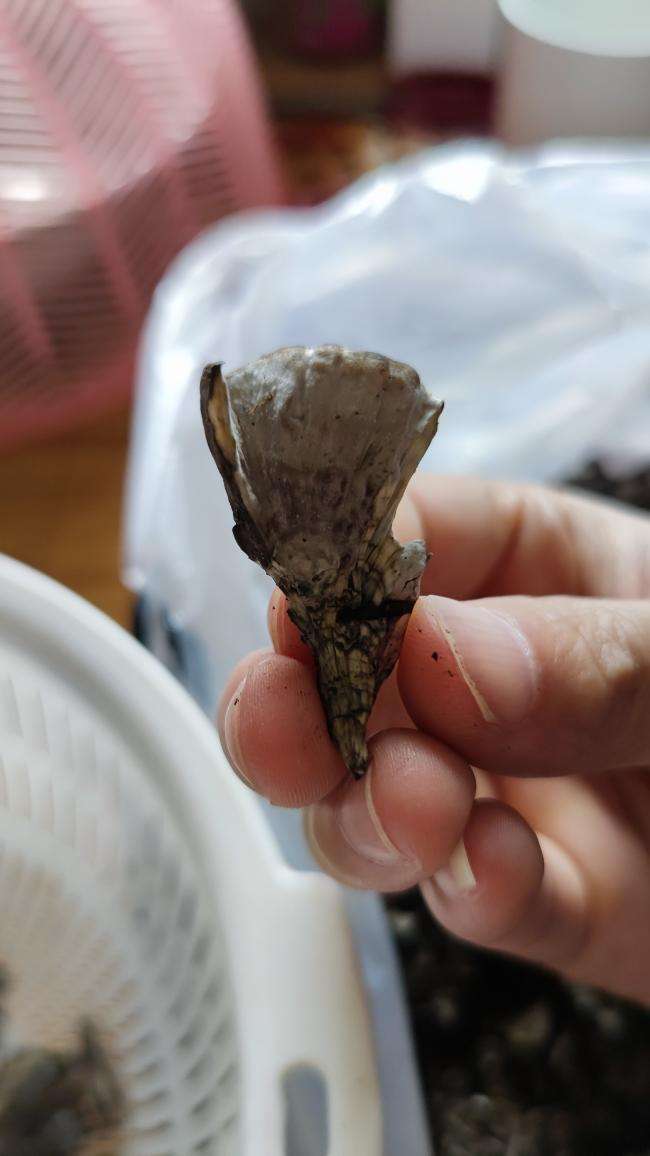 Tear the ganba jun into small frilly pieces by hand, trimming away stuck soil with a knife.