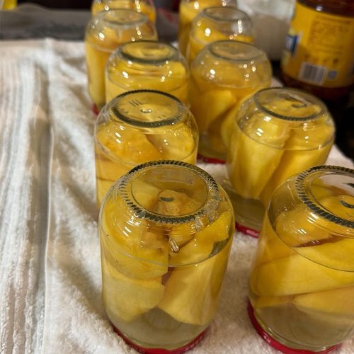 Jars of homemade canned yellow peaches in syrup