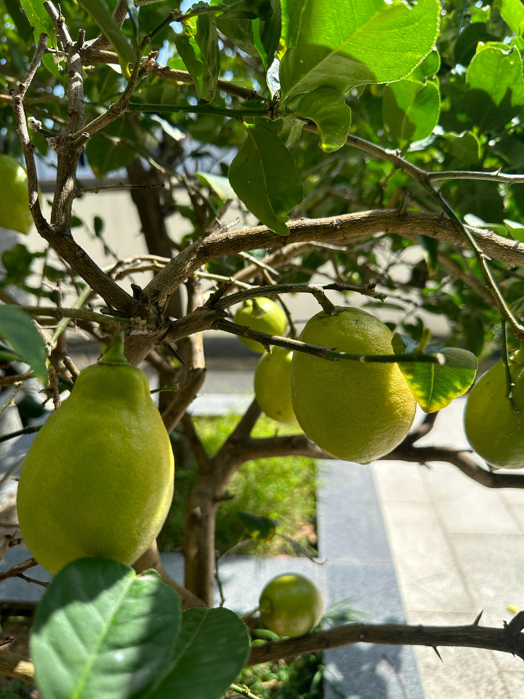 A lemon on the tree ready for the cookie dough