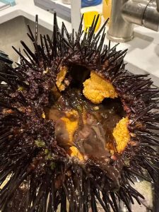 Fresh sea urchins in season on a plate