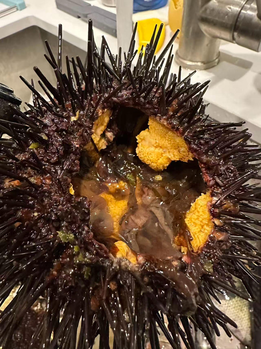 Fresh sea urchins in season on a plate