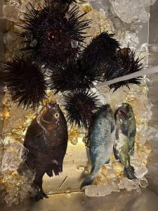 Gathering a generous pile of fresh sea urchin
