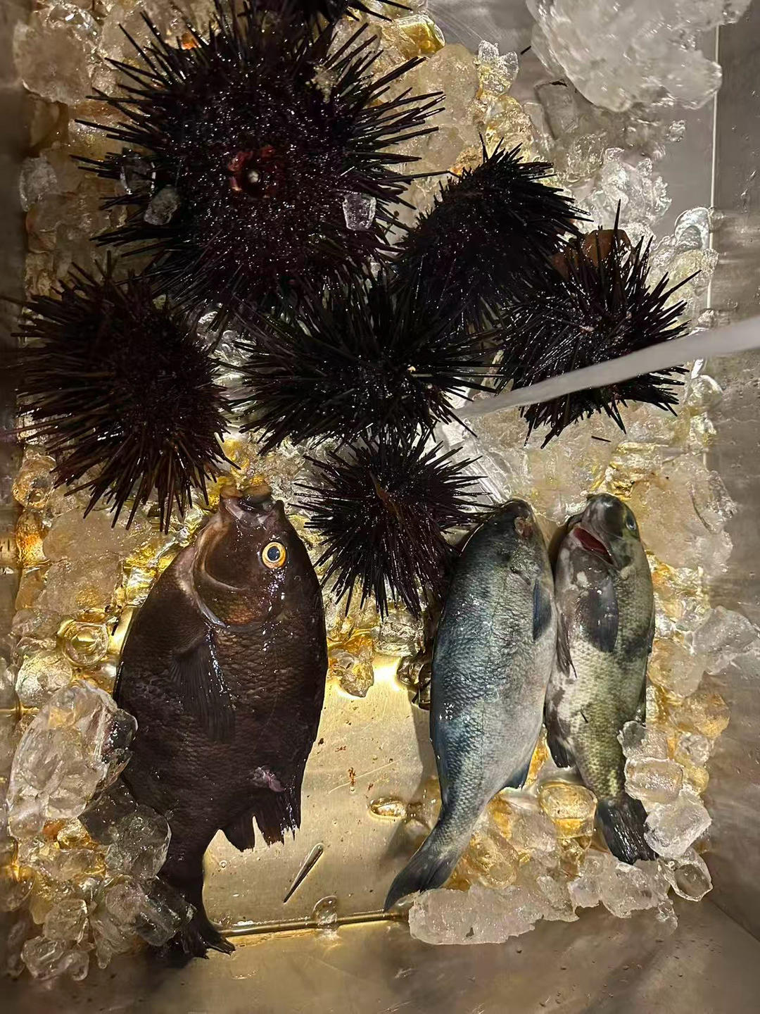 Gathering a generous pile of fresh sea urchin