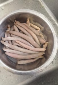 Sea worms blanching in boiling water