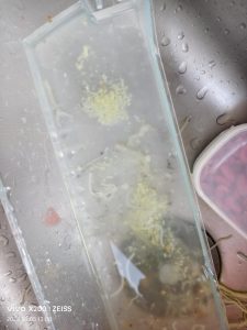 Minced ginger steeping in a small bowl of hot water