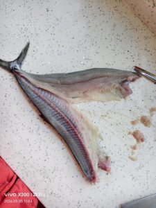 Spanish mackerel split open along the back, skin side down