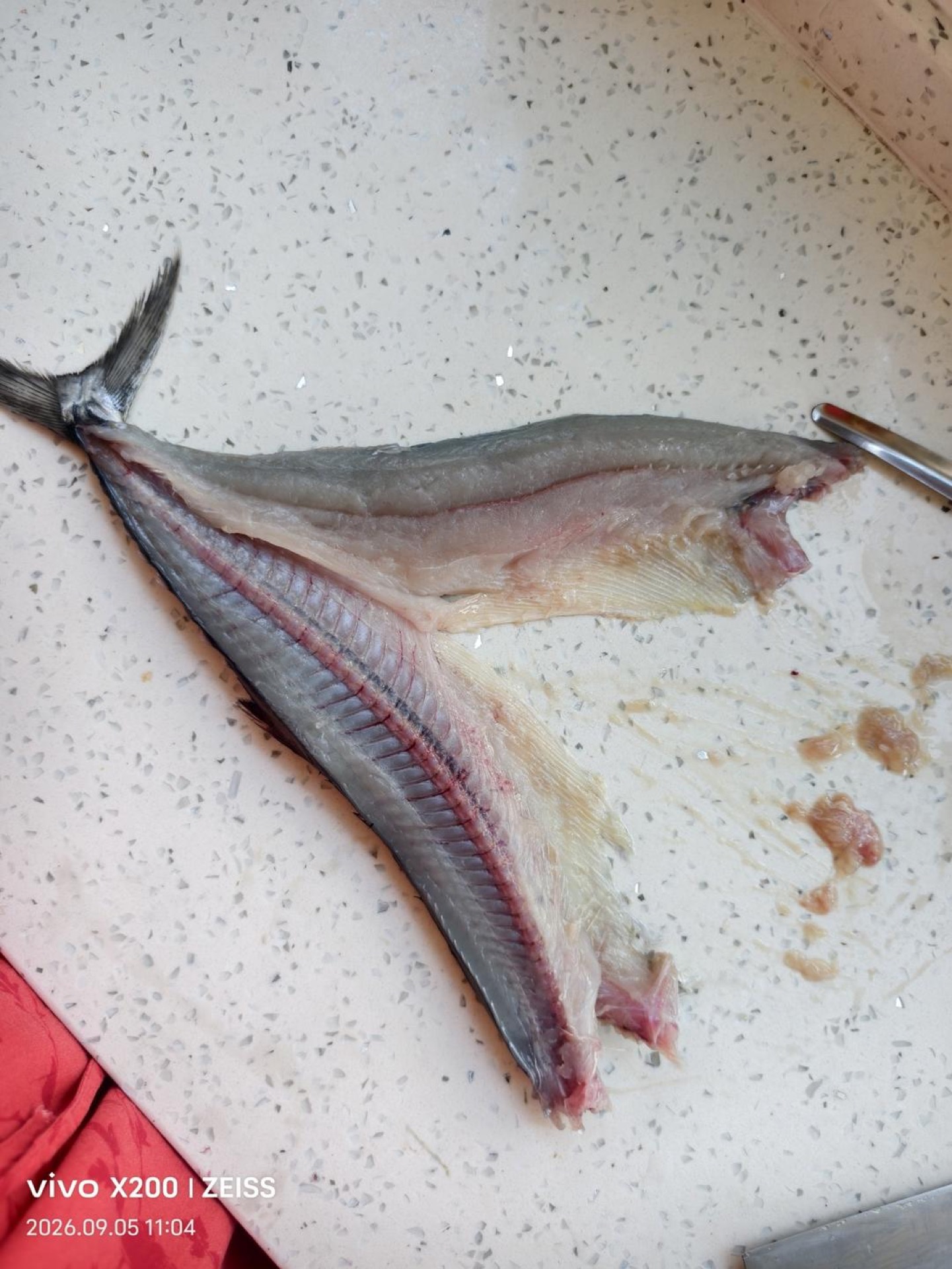 Spanish mackerel split open along the back, skin side down