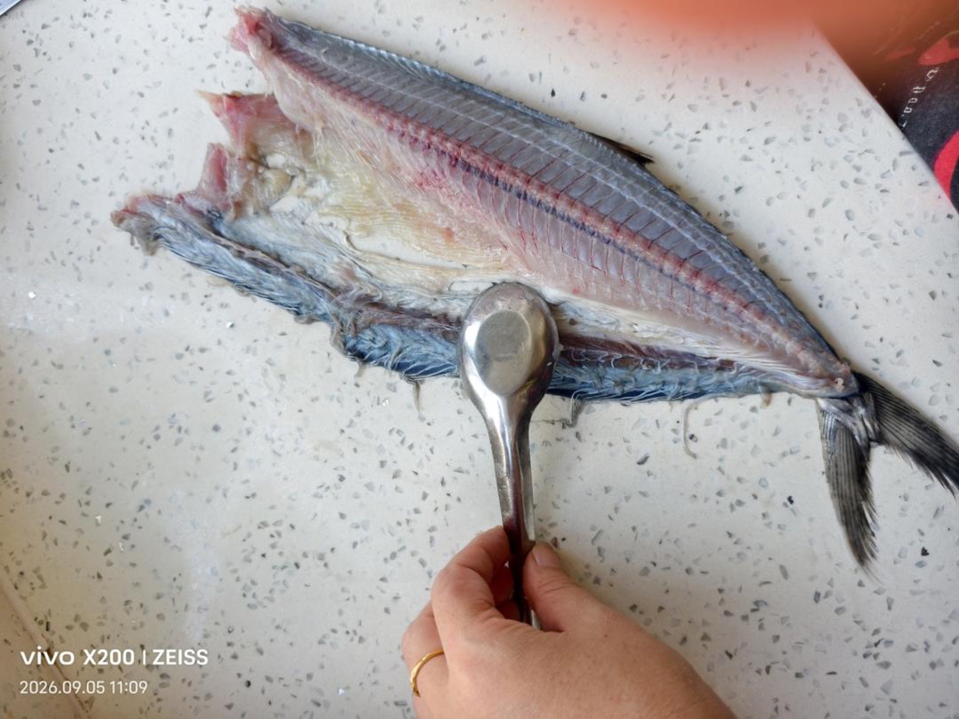 Scraping mackerel flesh off the skin with a stainless steel spoon