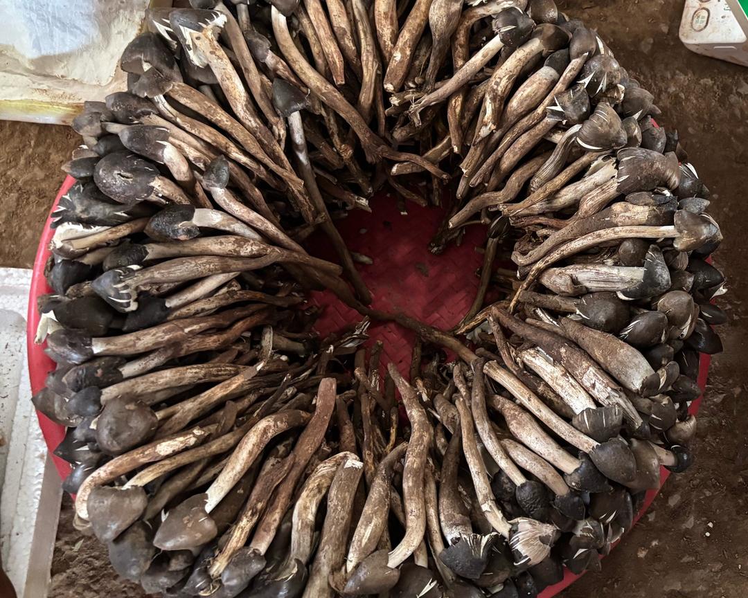 Fresh basket of wild termite mushrooms