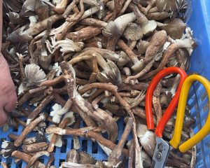 Mushroom caps separated from the stems for cleaning