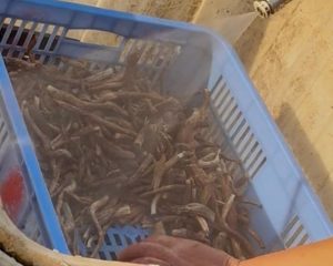 Mushrooms being rinsed with a strong stream of water