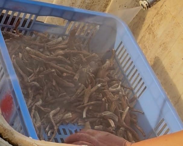 Mushrooms being rinsed with a strong stream of water