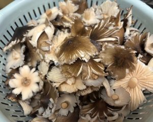 Mushroom caps being torn into small pieces