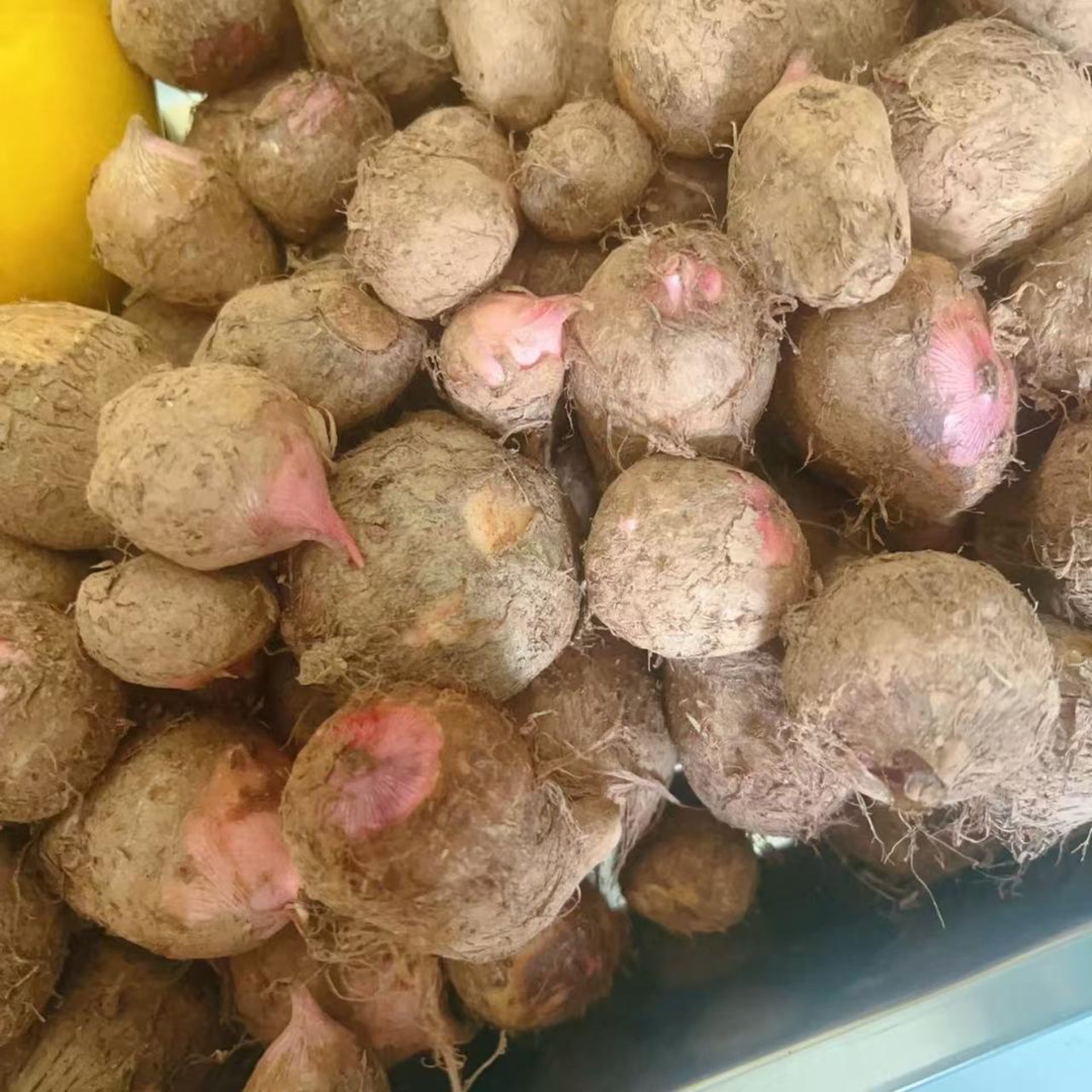 This is red-bud milk taro, the small, creamy variety that holds its shape in a braise.
