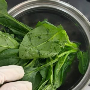 Trim the yellowed root ends off the spinach and cut a cross into thick stalks so the bunch holds together; add a little salt to boiling water, lower in the stalks first, then ease